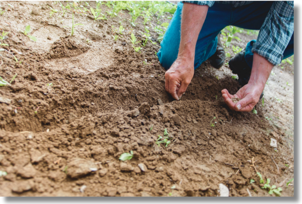 Illustrative image of a hands-on internship experience, with a young intern learning to plant under the guidance of an experienced gardener, symbolizing on-the-job training.