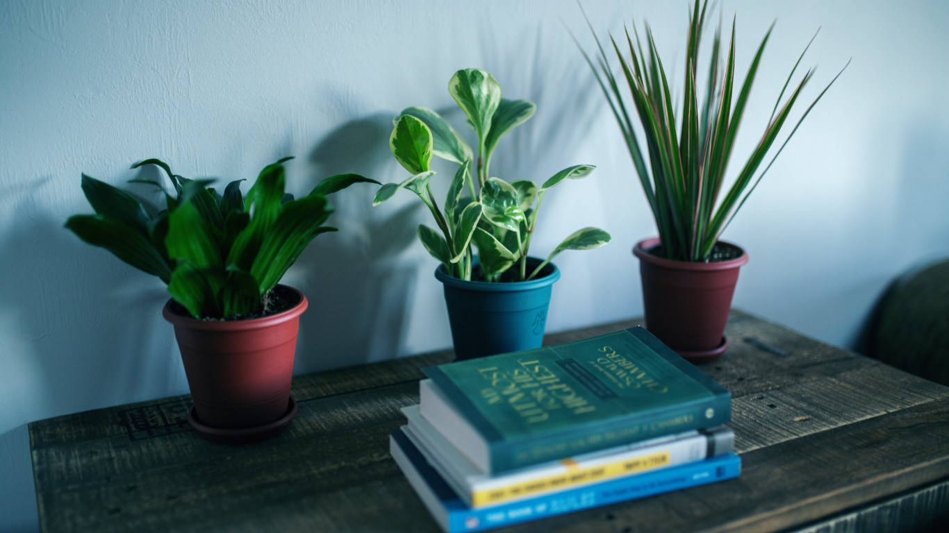 'From Bookworm to Bank Account: 10 Ways to Make Money Reading Books' is captured in this image of a peaceful reading nook with a trio of potted plants on a rustic wooden table alongside a neat stack of books, symbolizing the serene joy of reading that can also be a source of income.